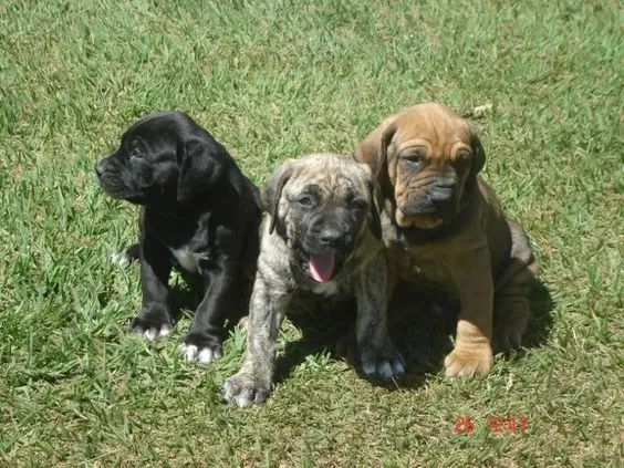 FILA BRASILEIRO - Cachorros e acessórios - Cidade Industrial, Curitiba  1290184093