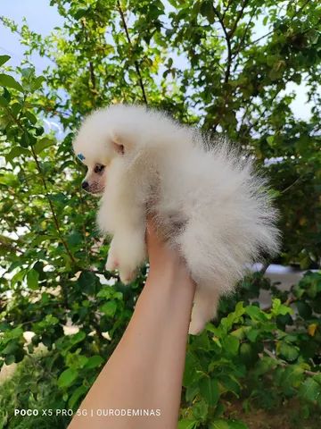 Spitz alemão anão* linhagem importada. Com pedigree  - Foto 2