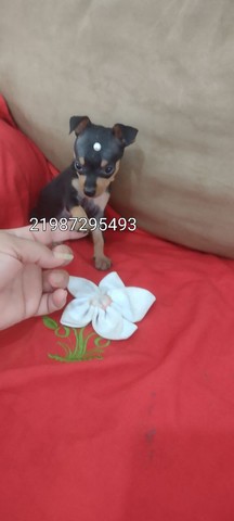 Pinscher micros hoje promoção 799 femeas 999 pedigree 