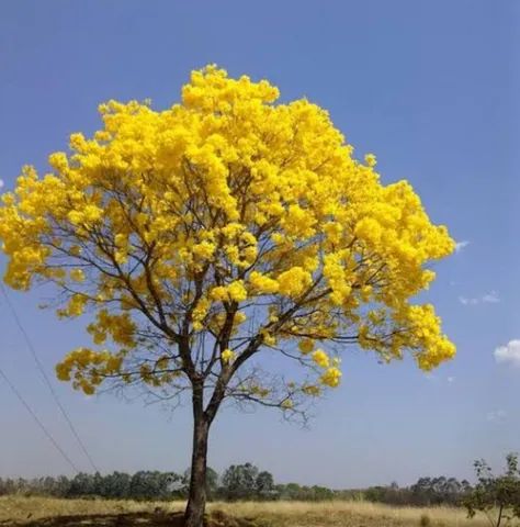 Mudas de Ipê Amarelo 