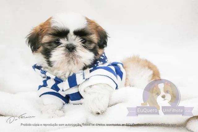 Filhotes ShihTzu