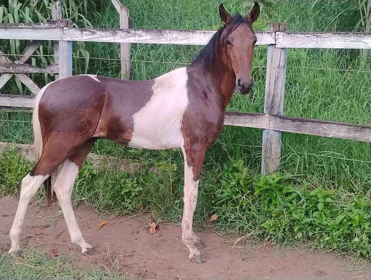 Potro Pampa Mangalarga Marchador genética top!!!!