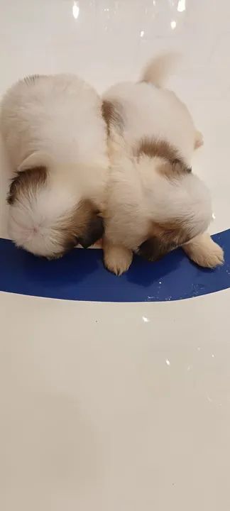 Promoção shihtzu machos ,vermifulgados. - Foto 2