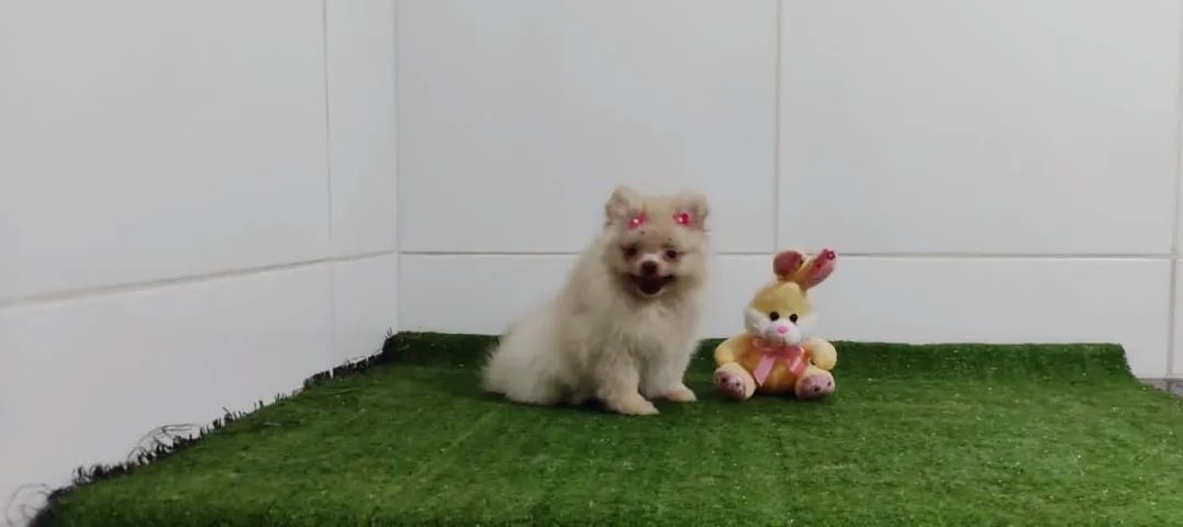 Spitz Alemão anão filhotes top - Foto 4