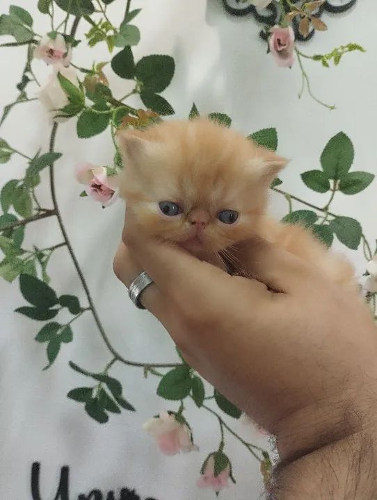 Lindos Filhotes de Persa e exótico  - Foto 3