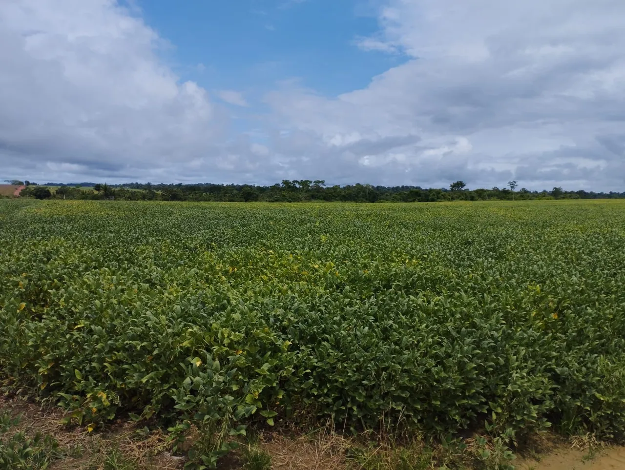Fazenda de Arrendamento, repasse 600 hect, argila 30% de Japurá MT. R$: 10 sacas p/hect