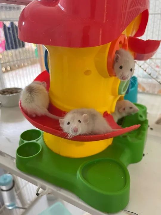 Adote um Rato Twister - Carinho e Companhia com Responsabilidade! - Foto 2