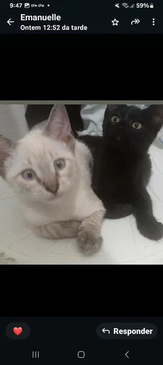 Três gatinhos fofinhos para adoção - Foto 3