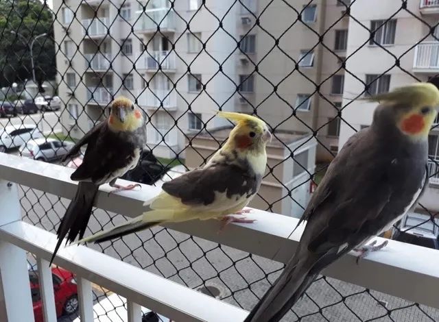 Tela de proteção todo Rio de Janeiro 