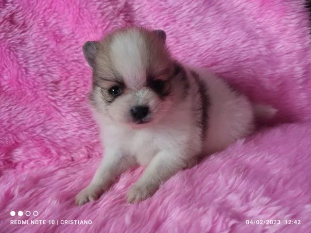 Spitz Alemão anão filhotes top - Foto 5
