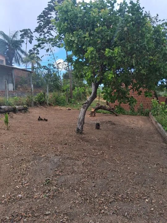 foto - Ilha de Itamaracá - 