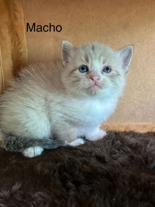 Angorá filhotes  - Foto 5