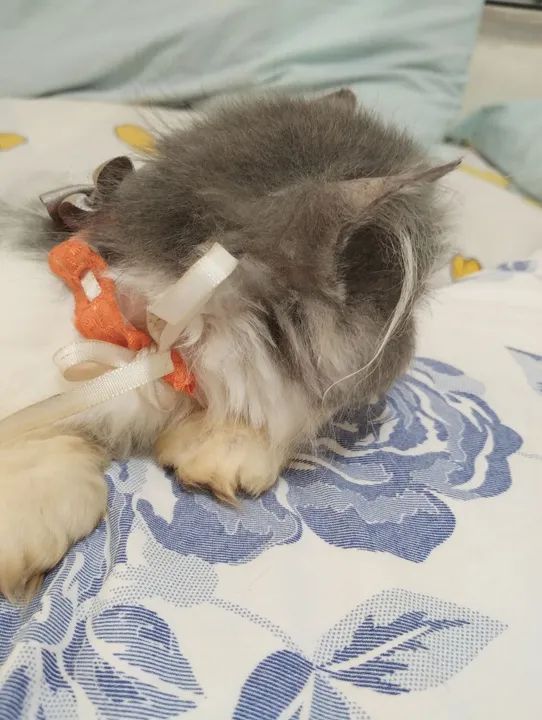 Top show persa - Foto 6