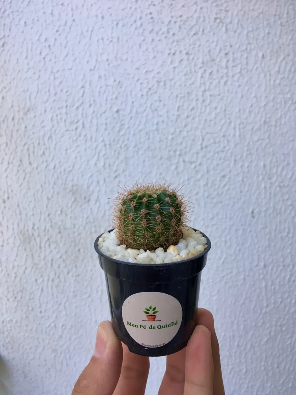 Cacto-ouriço em vaso