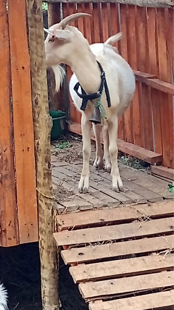 Mini cabras - Foto 2