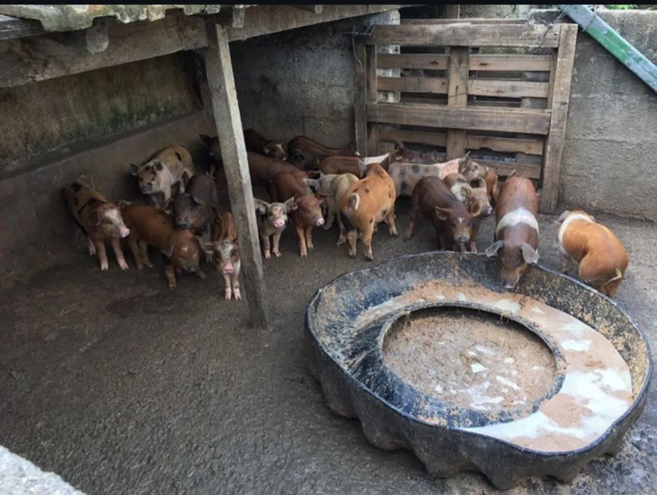 Doação de porcos