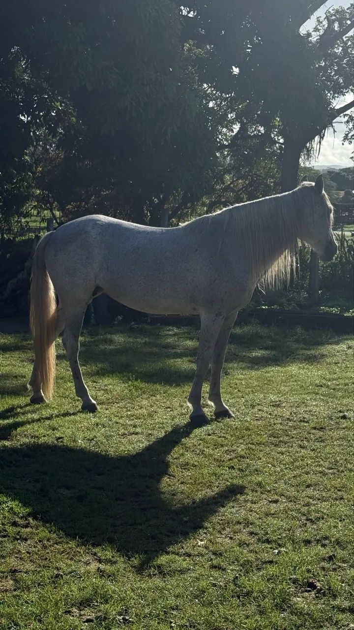 Cavalo marchador 