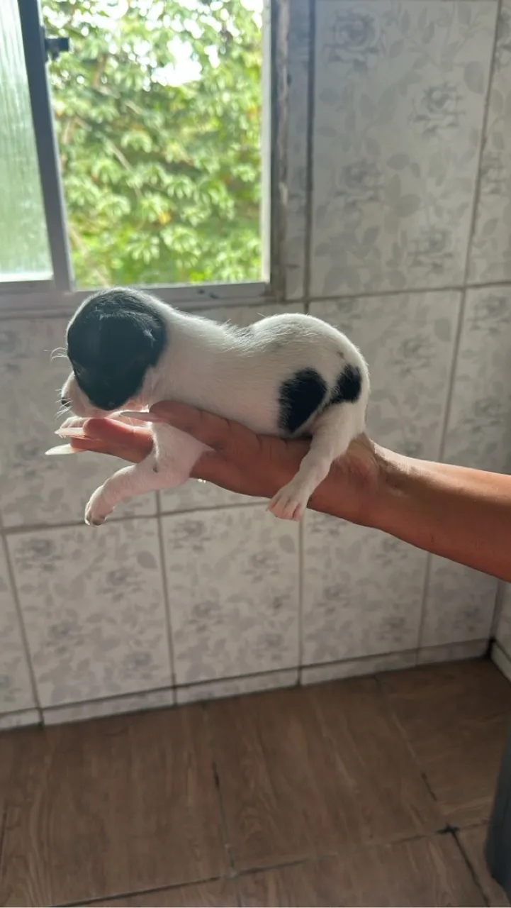 Filhote de Pinscher