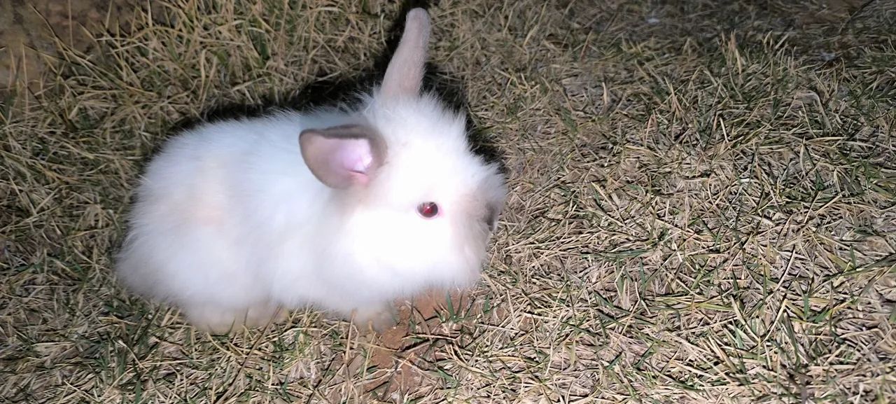 Filhote de leão Coelho64304356313729120