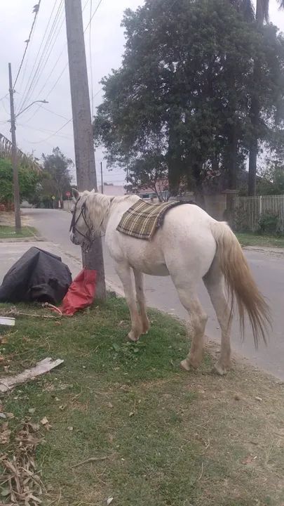 Vendo Égua e Cavalo  - Foto 2