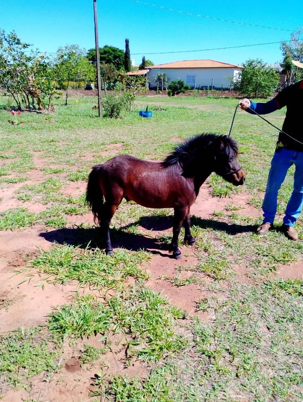 Mini ponei garanhao mansinho - Foto 4