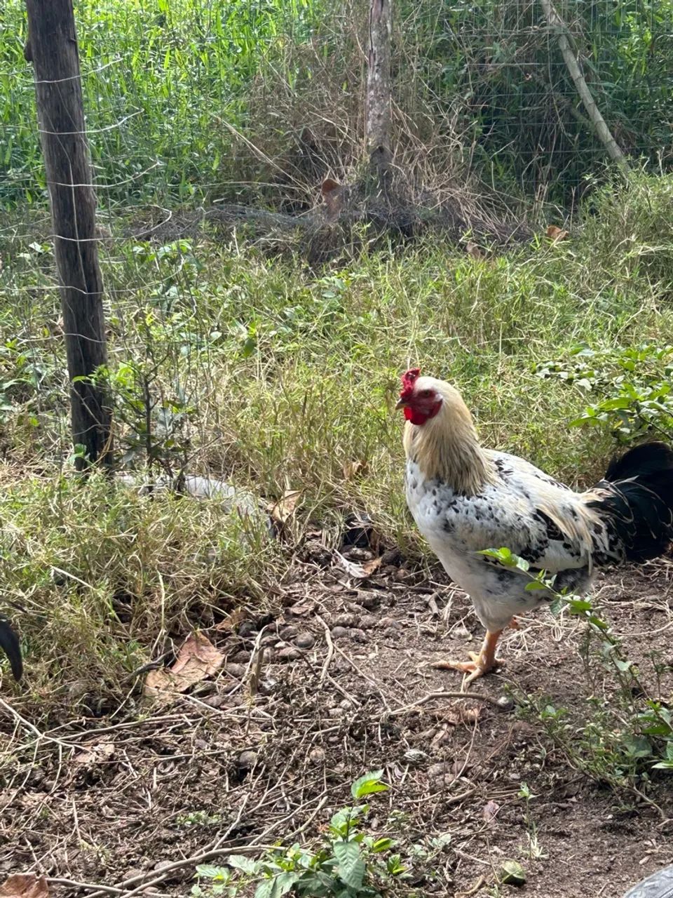 Galos de várias raças  - Foto 3