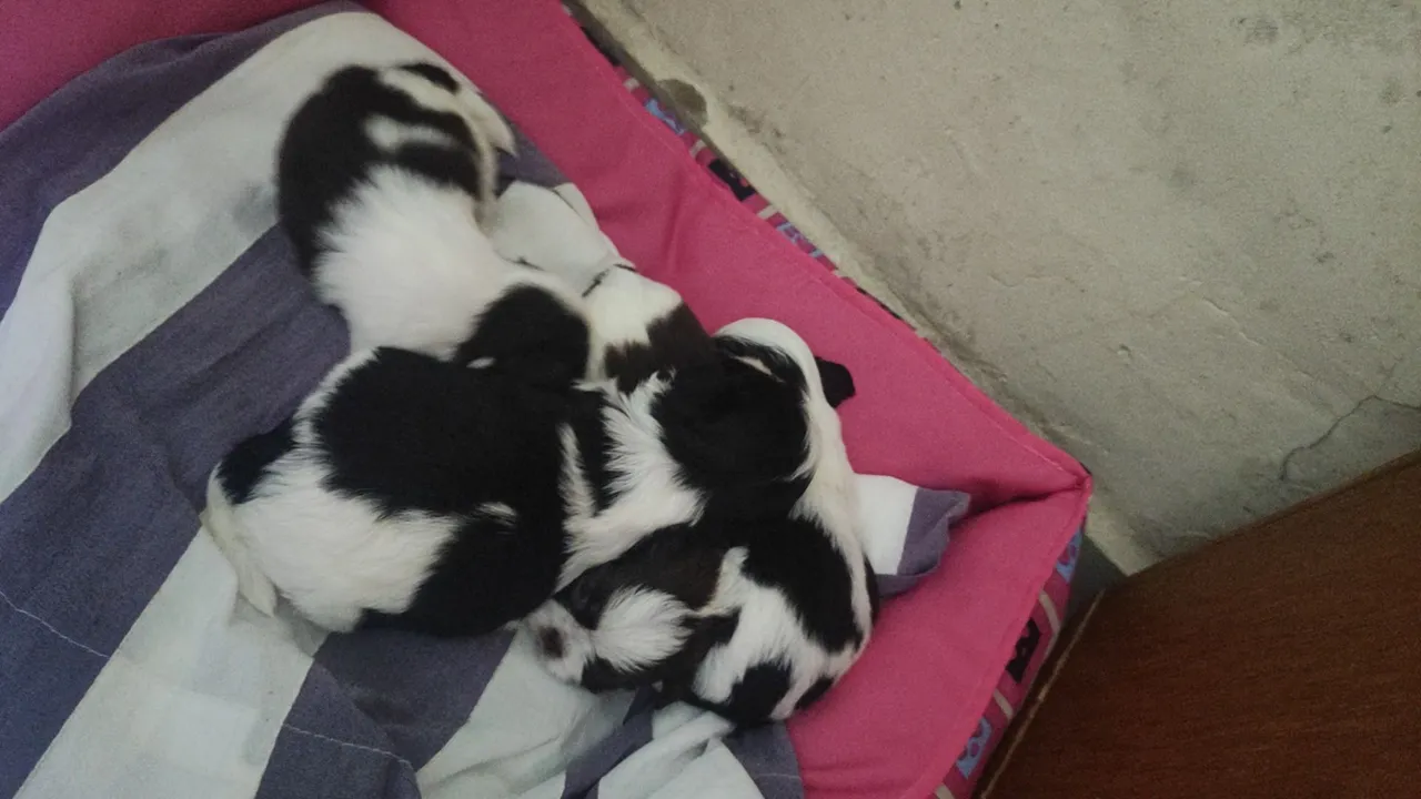 Filhotes Shih Tzu - Lindos e saudáveis! Foto do papai