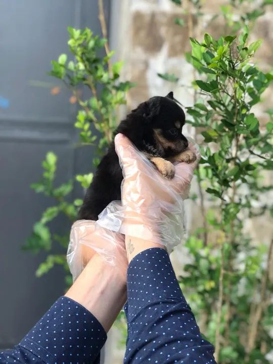 Chihuahua Entregamos em todo o Brasil, temos todas as raças. - Foto 3