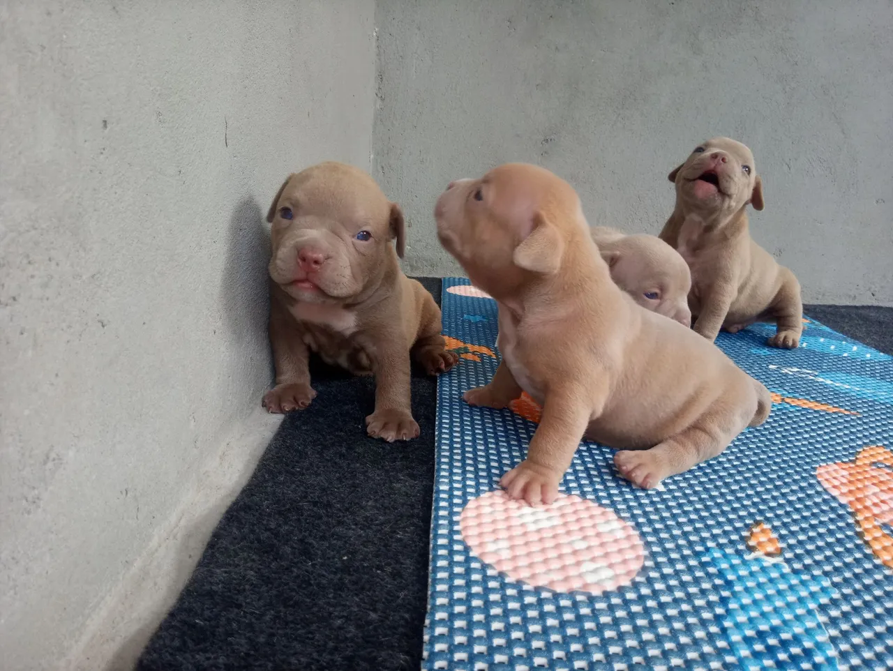 Filhotes de American Bully Lindos e Saudáveis!