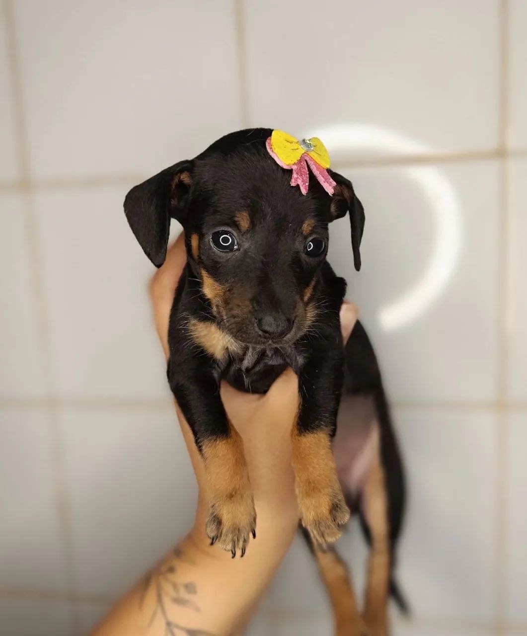 Cofap/ Basset fêmea  - Foto 6