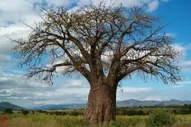 MUDA DE BAOBÁ AFRICANO - Foto 4