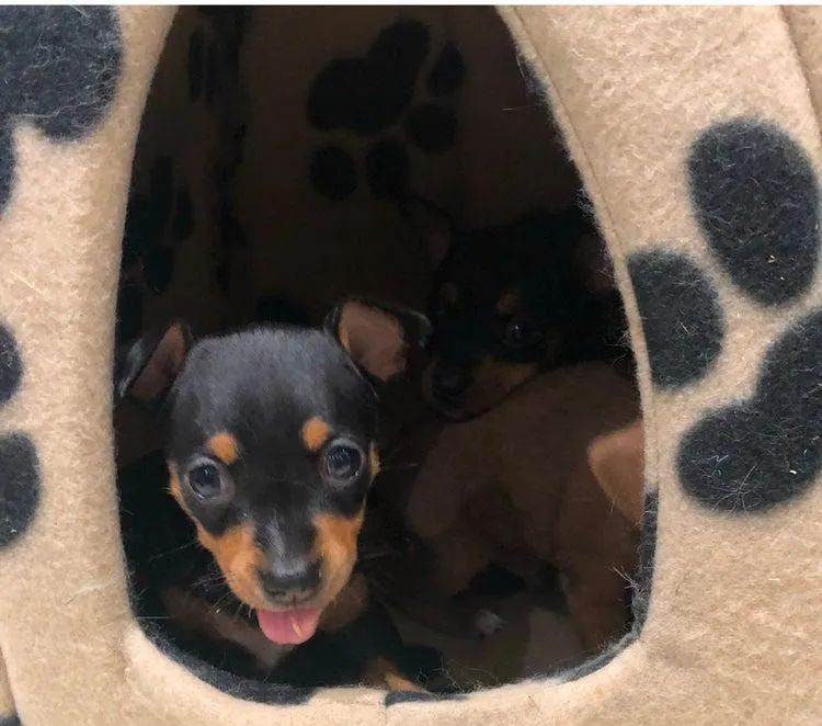 Filhotes de Pinscher lindos 