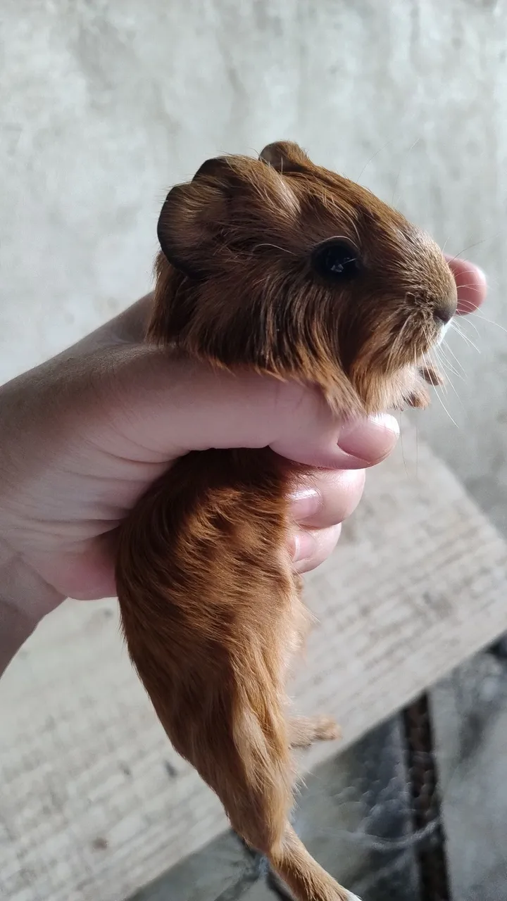 Porquinho da índia fofinho