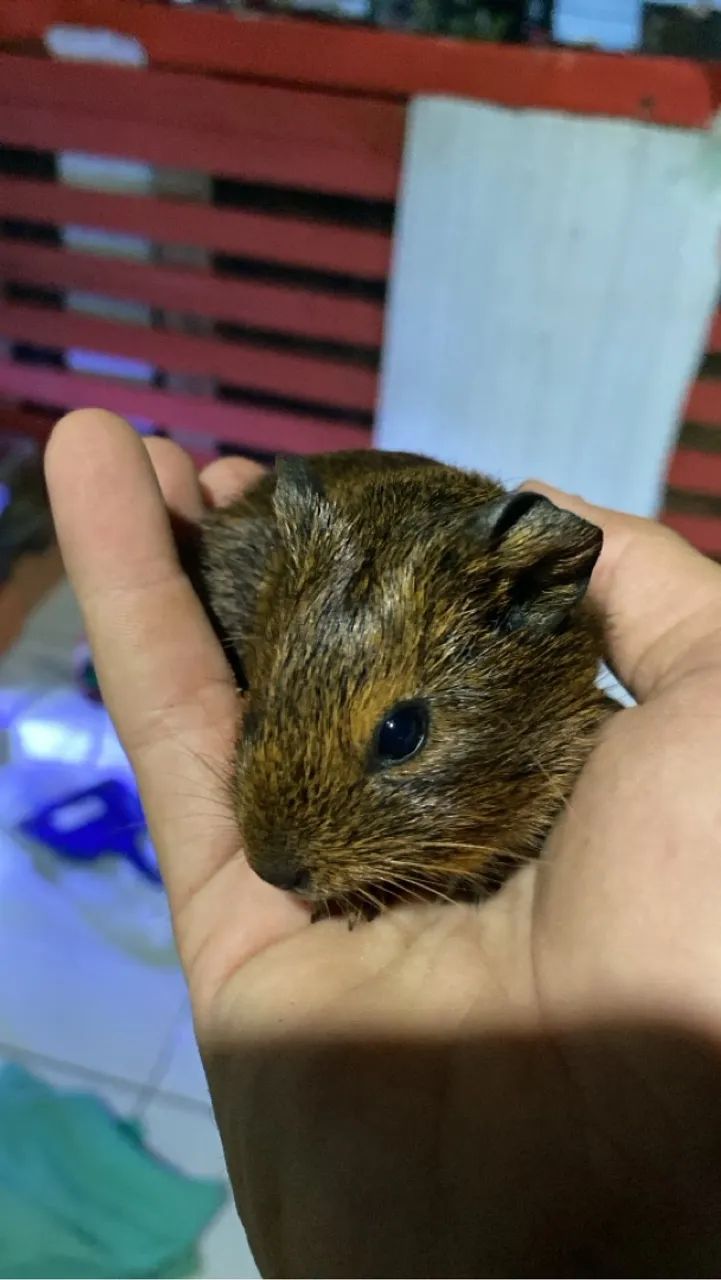 Filhote de porquinho da índia  - Foto 2