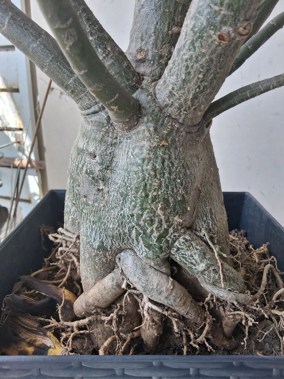 Rosa  do Deserto  - Foto 2