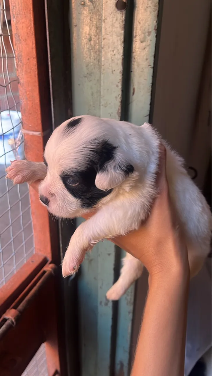 Filhote de Cachorro Fofo e Charmoso