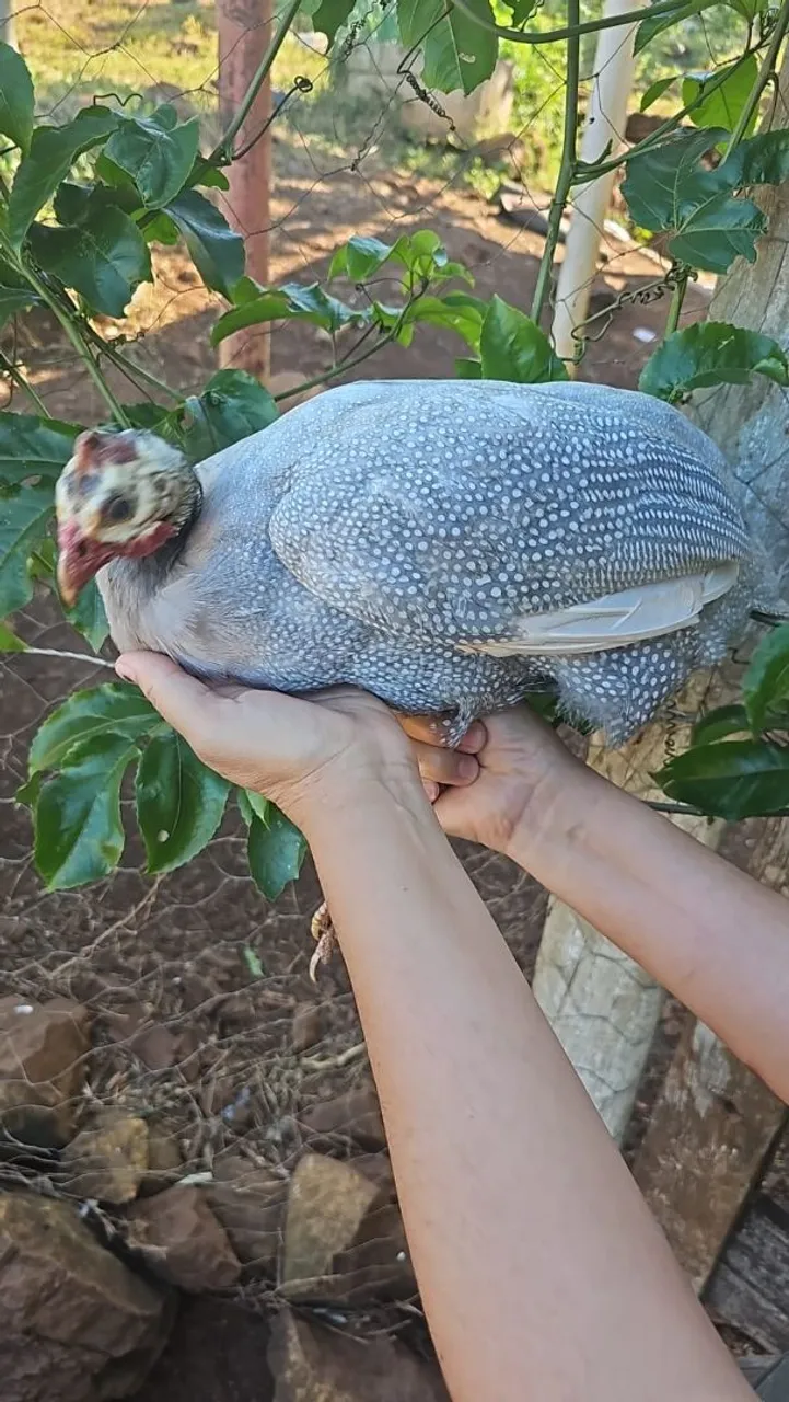 Galinha D'Angola