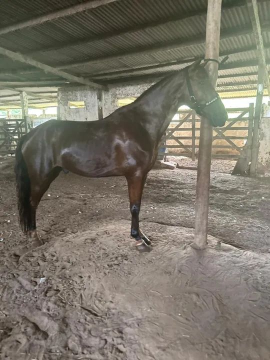 Cavalo Mangalarga Meio Sangue  - Foto 2