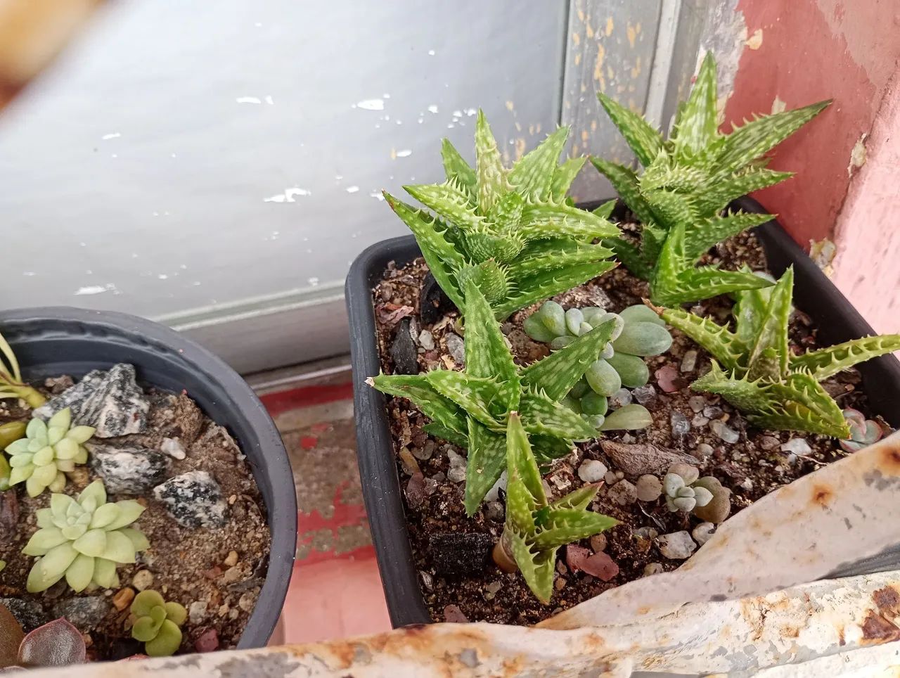 Suculentas e cactos 64167770530306121