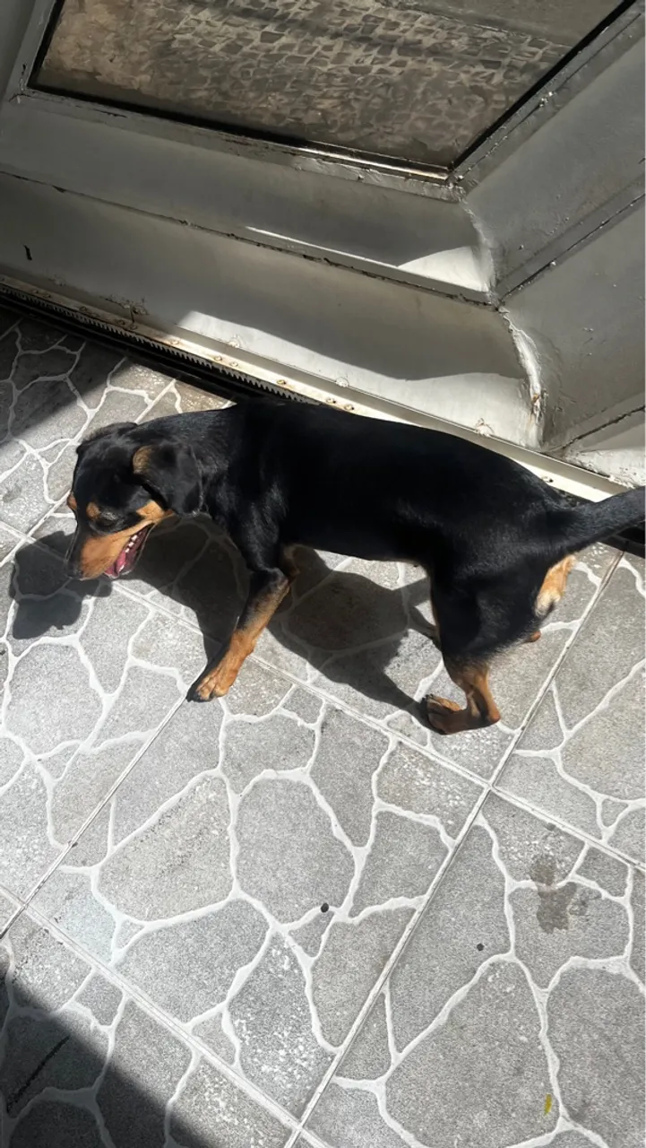 Cão de porte médio para adoção