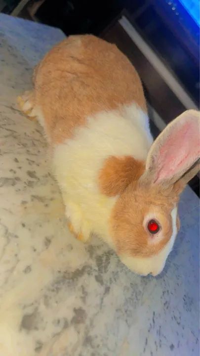 coelhinhos fofinhos  - Foto 4