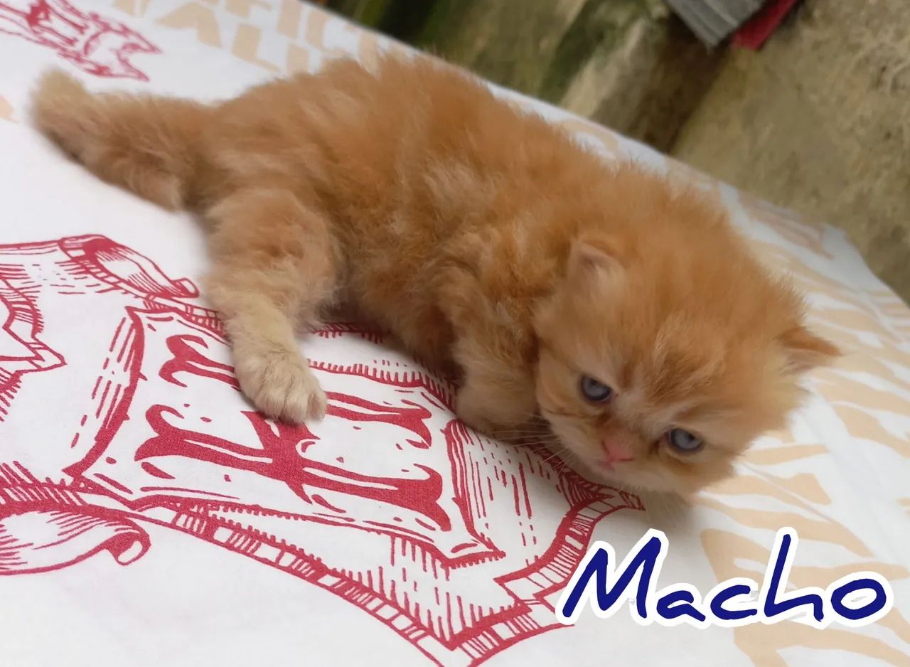 Filhotes Gatinhos Persas - Foto 3