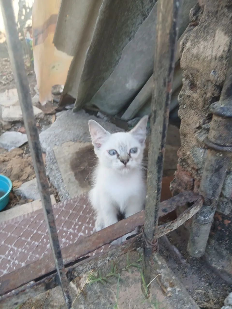 Gatinha para Adoção  - Foto 2