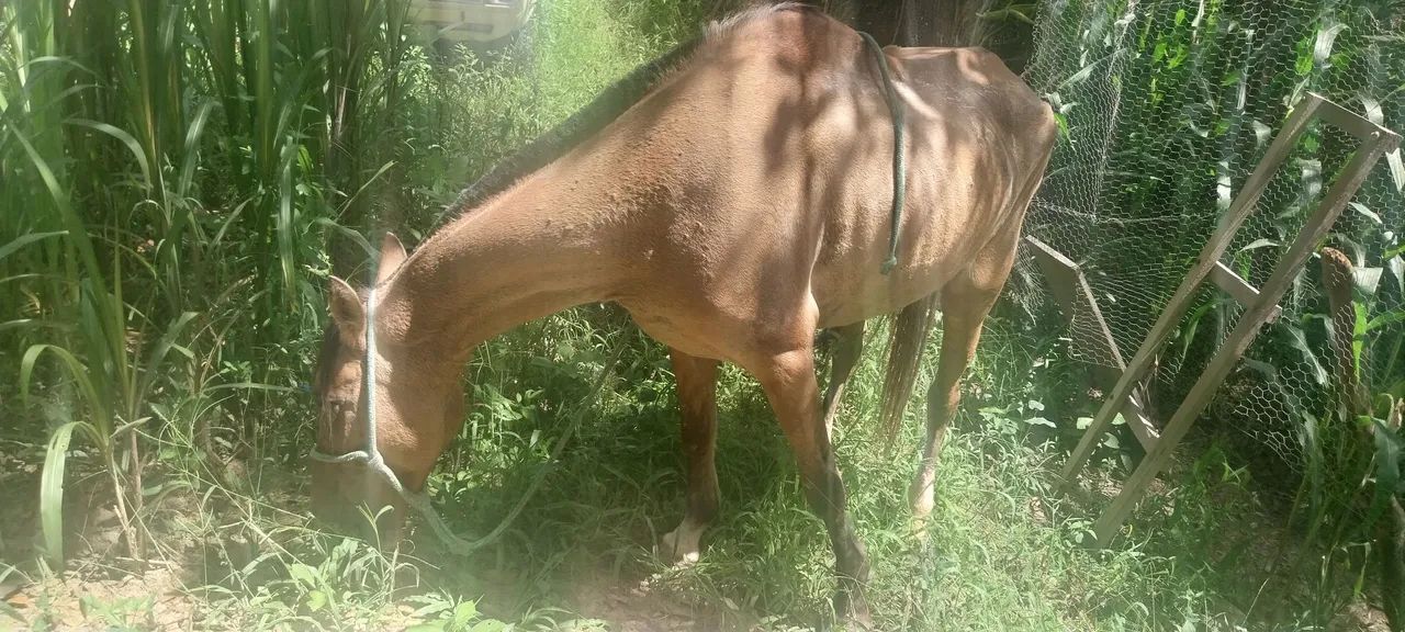 Egua super mansa - Foto 5