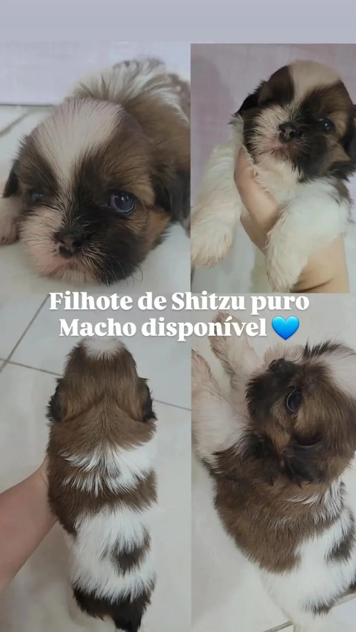 Filhote de Shih Tzu puro mini