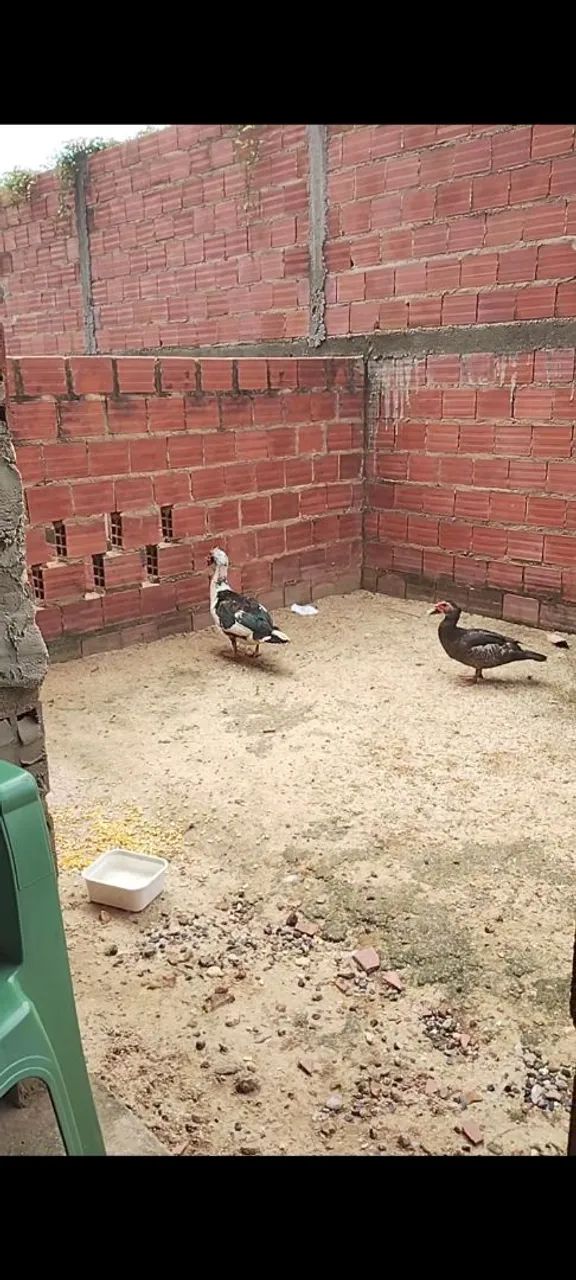 PATOS A VENDA ( CASAL) 