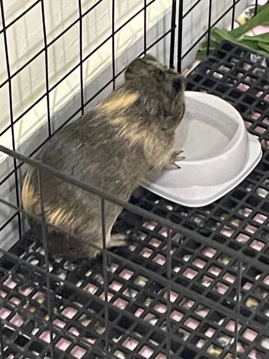 Adoção porquinho da índia  - Foto 3