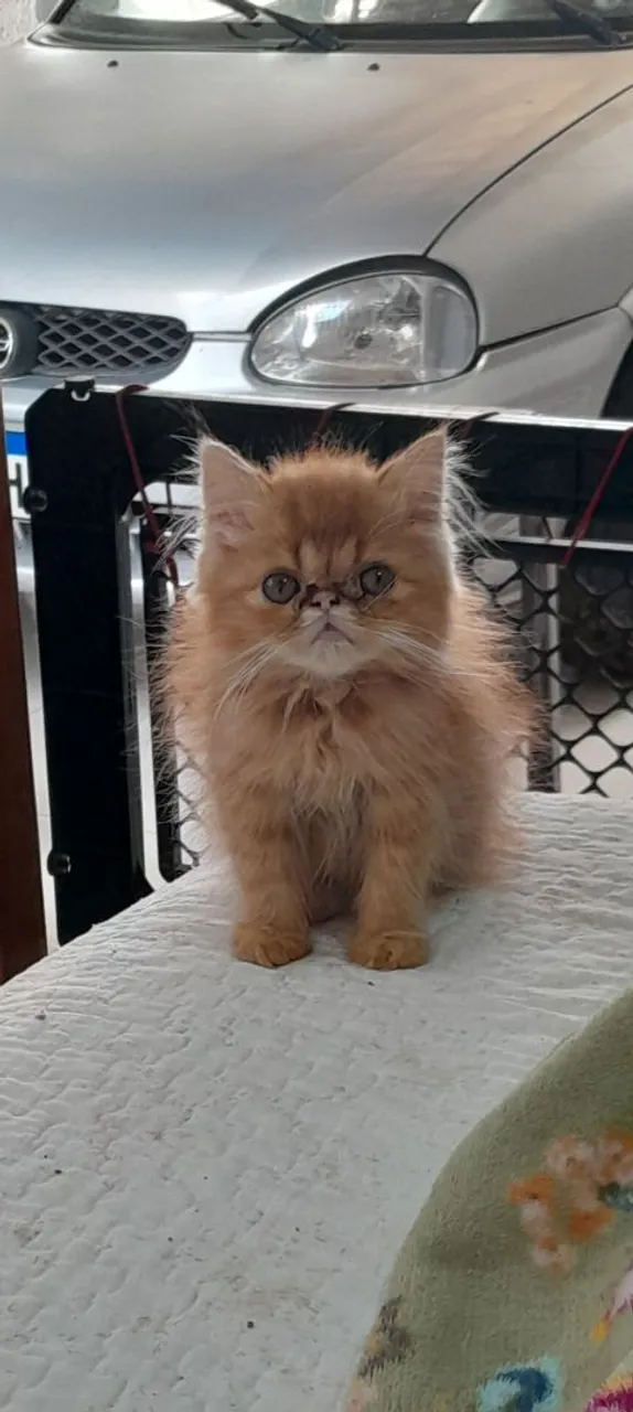 Gatinho Persa Macho