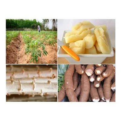 mudas da mandioca cacau branca  - Foto 4