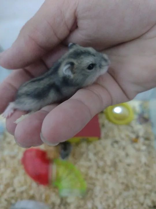 1 Hamster bebê disponível  - Foto 2